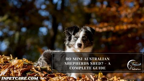 Do Mini Australian Shepherds Shed A Complete Guide