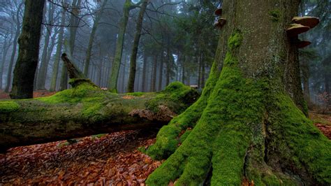 Forest Moss Wallpapers Wallpaper Cave