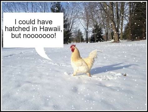 Pin By Jenn On Funny Stuff Chickens In The Winter Chicken Humor