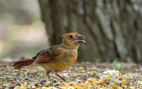 Baby Male Cardinal Photograph By Bob Marquis Pixels