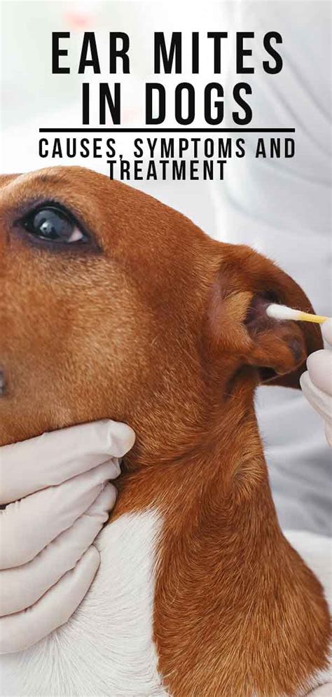 How To Treat Ear Mites In Dogs Petswall