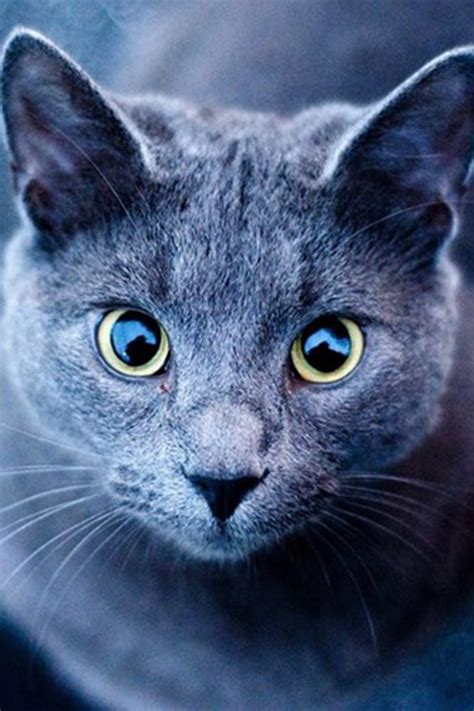 7 Personality Traits Of A Russian Blue Cat Russian Blue Cat Russian
