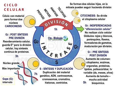 Ciclo Celular Web Itif Centrobiologia Gambaran
