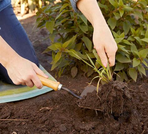 What You Need To Know To Eliminate Weeds From Your Garden