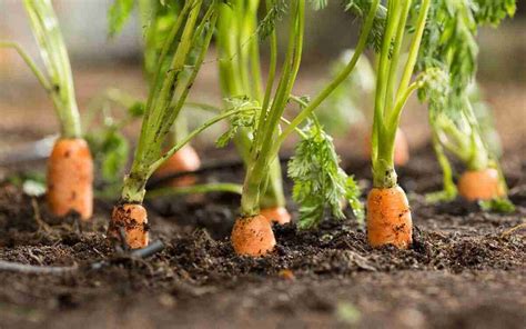 How To Grow Carrots From Scraps All About Allotments