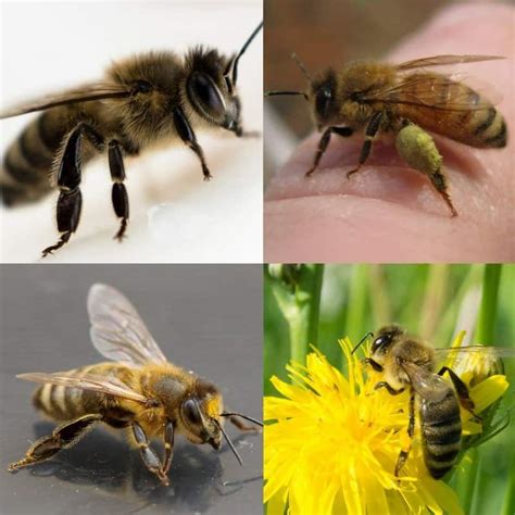 Trend Populer 24 Honey Bee Types