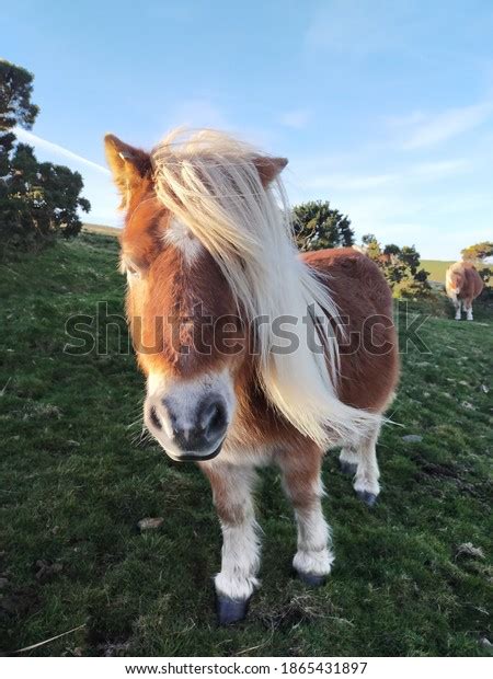 Palomino Shetland Pony Dartmoor England Stock Photo 1865431897