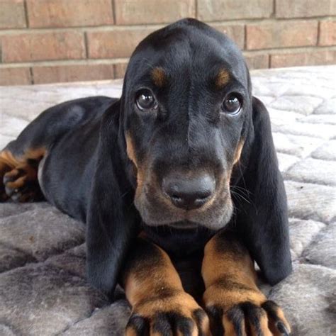 love  black tan coonhounds hound puppies dog breeds baby animals