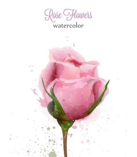 Premium Vector Watercolor Pink Rose