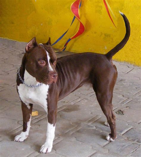 american pit bull terrier  big dog breeds