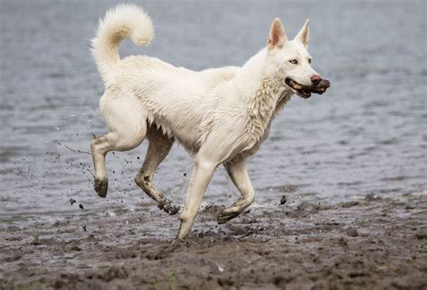 Since this is a larger breed, he will do. Samoyed & Husky Mix | Dog Breed Info: Pictures, Facts ...