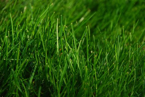 Pink pampas grass seeds, white pampas grass seeds, cortaderia sellona, fast growing 2 place five evenly spaced pink pampas grass seeds on the soil surface in the planter… 'foxtrot' fountain grass has cascading, narrow green foliage. Smart Irrigation = Healthy, Beautiful, Landscapes: Save ...
