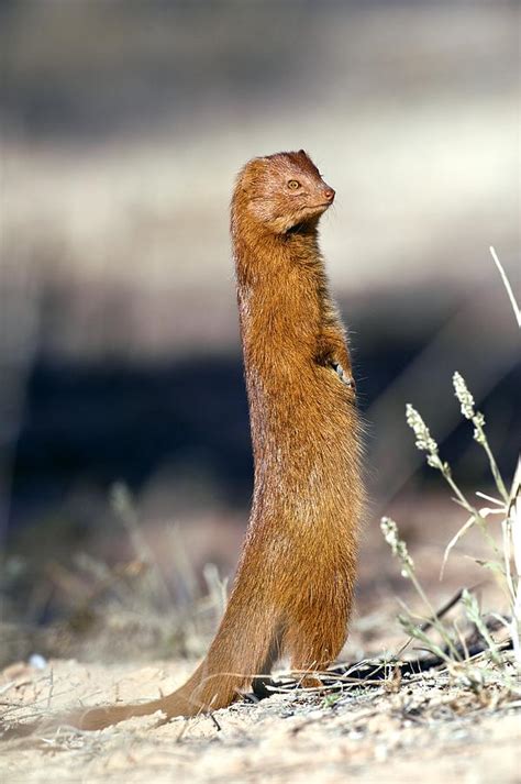 Slender Mongoose Photograph By Tony Camacho