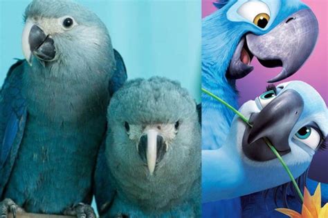 Pngtree > psd percuma > burung burung beo biru. Sedih, Beo Biru di Film Animasi "Rio" Dinyatakan Punah di ...