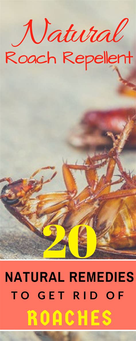 20 Simple Home Remedies To Get Rid Of Roaches Getting Rid Of Roaches