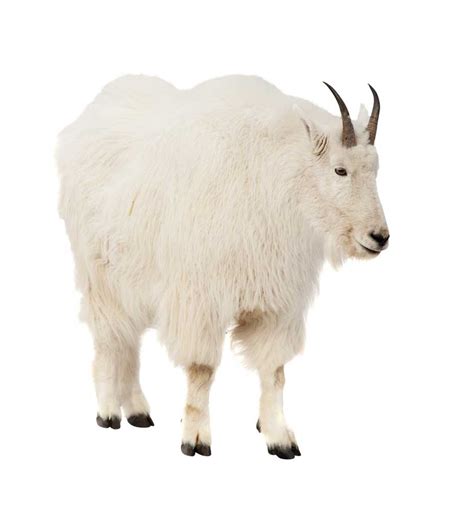 Mountain Goat Definición Y Significado Diccionario Inglés Collins