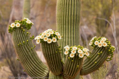 Blooming Saguaro Cactus Tucson Arizona Photos By Ron Niebrugge