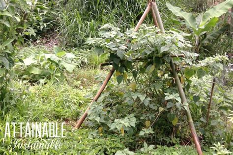 How To Build A Bamboo Trellis For Your Garden Attainable Sustainable®