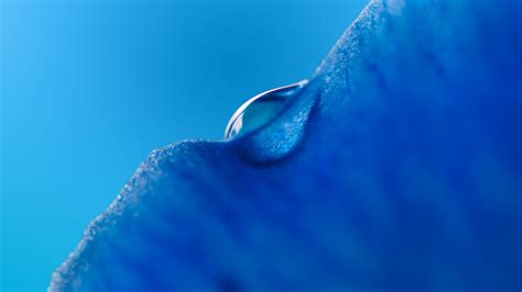 Dew drop Macro Blue Wallpapers | Wallpapers HD