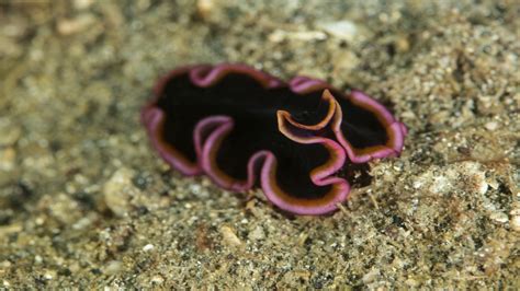 Characteristics Of Platyhelminthes Biology Wise