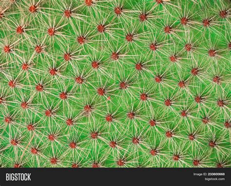 Imagen Y Foto Cactus Texture Prueba Gratis Bigstock