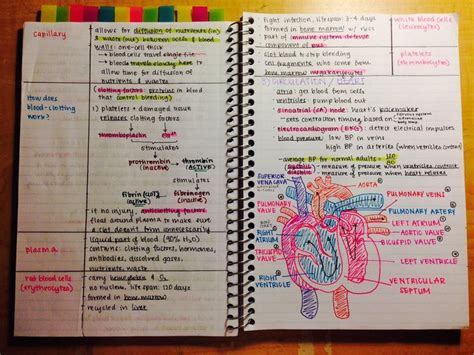Detailed And Organized Notes On Blood And The Heart Great Idea For