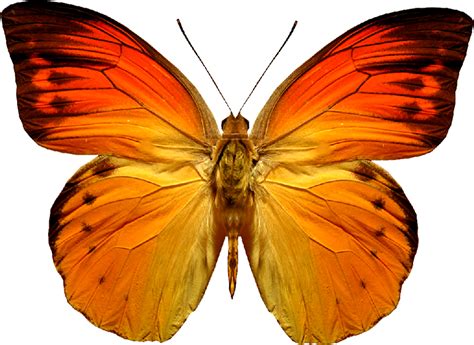 Butterfly Png Image Transparent Image Download Size 800x583px