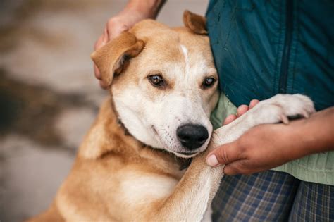 5 Dog Rescue Homes Near Leeds Centres Where You Can Adopt A Pet For
