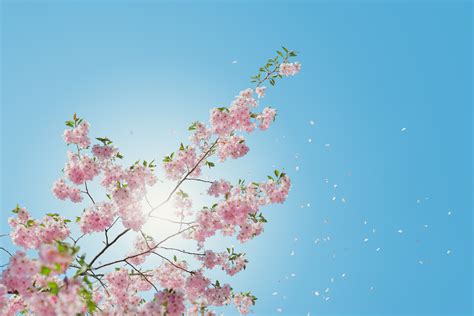 무료 이미지 나무 분기 식물 하늘 꽃잎 봄 플로라 시즌 벚꽃 6000x4000 48160 무료