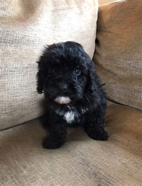 Beautiful Girl Cavapoo Puppy In Bungay Norfolk Gumtree