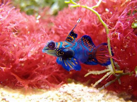 Mandarin Dragonet Fish Facts And Care Pethelpful