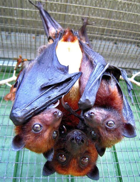 Flyingfox Mommy And Pups Fox Bat Cute Bat Animals