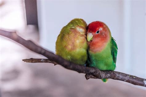 Rosy Faced Lovebird Or Peachface Lovebird Agapornis Roseicollis Everything About It