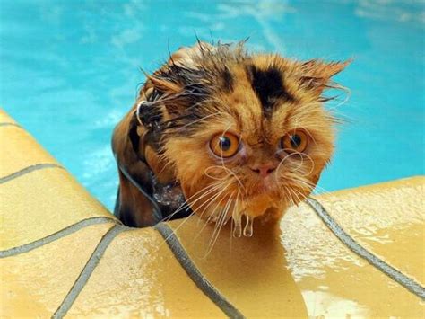 Funny Cats Swimming Interesting Facts And Latest Pictures