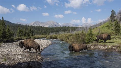 Banff Se Réjouit Du Retour Des Bisons Sauvages Iciradio Canadaca