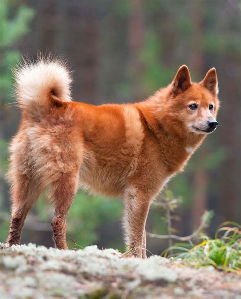 Rare Dog Breeds Discover 10 Rare Dogs From Around The World