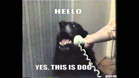 Grab Hold Of The Incredible Funny Talking Dog Memes Hilarious Pets