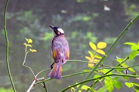 Background Fotografi Hd Burung Sparrow Pada Cabang Burung Cabang Pohon