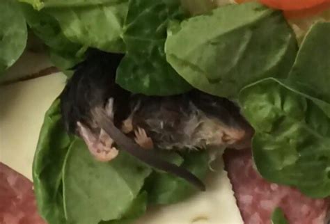 Mouse In Subway Sandwich A Reward For Eating Your Spinach