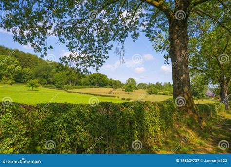 Grassy Fields And Trees With Lush Green Foliage In Green Rolling Hills