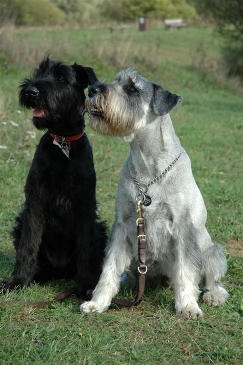 This resulted in an adept rat hunter and guardian that became incredibly popular by the early 1900's, due in part to its distinct appearance. Is Big Boy a Bearded Collie