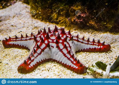 Beautiful African Red Knob Sea Star In Closeup Tropical Starfish