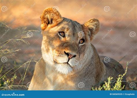 African Lioness Portrait Stock Image Image Of Predator 84569535
