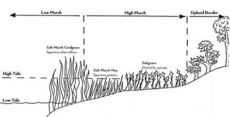 Salt Marsh Diagram Dartmouth Natural Resources Trust Dnrt