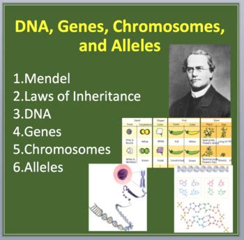 This video has a handout: Amoeba Sisters Alleles And Genes Answers / Amoeba Sisters Handouts Science With The Amoeba ...