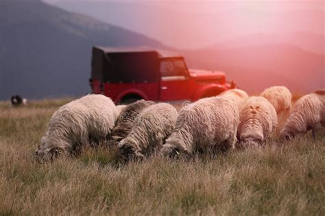 Sheep Grazing The Grass On Mountain Peaks Stock Photo Image Of