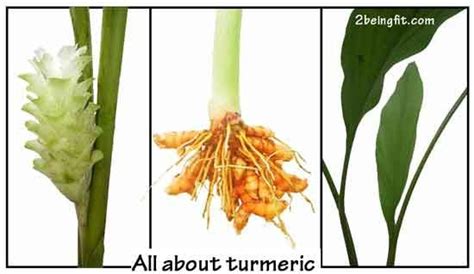 Turmeric Proven Health Benefits Uses Turmeric Herbs Turmeric