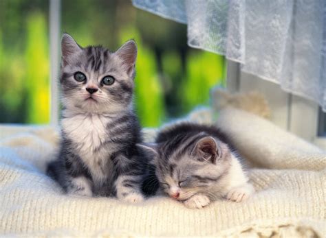 Cute Kittens Hd Wallpapers High Definition Free Background