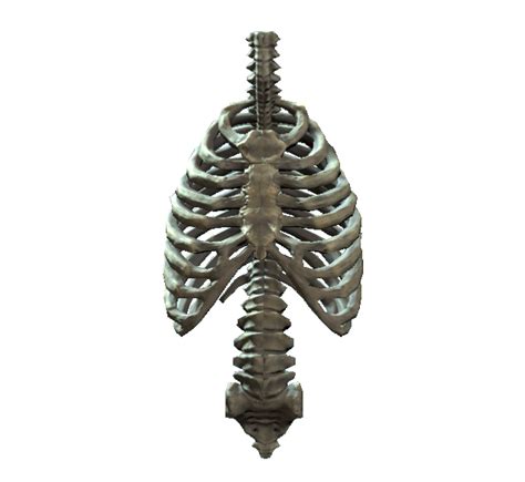 Rib Cage PNG Transparent Images PNG All