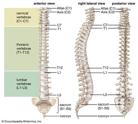 Vertebral Bone Anatomy